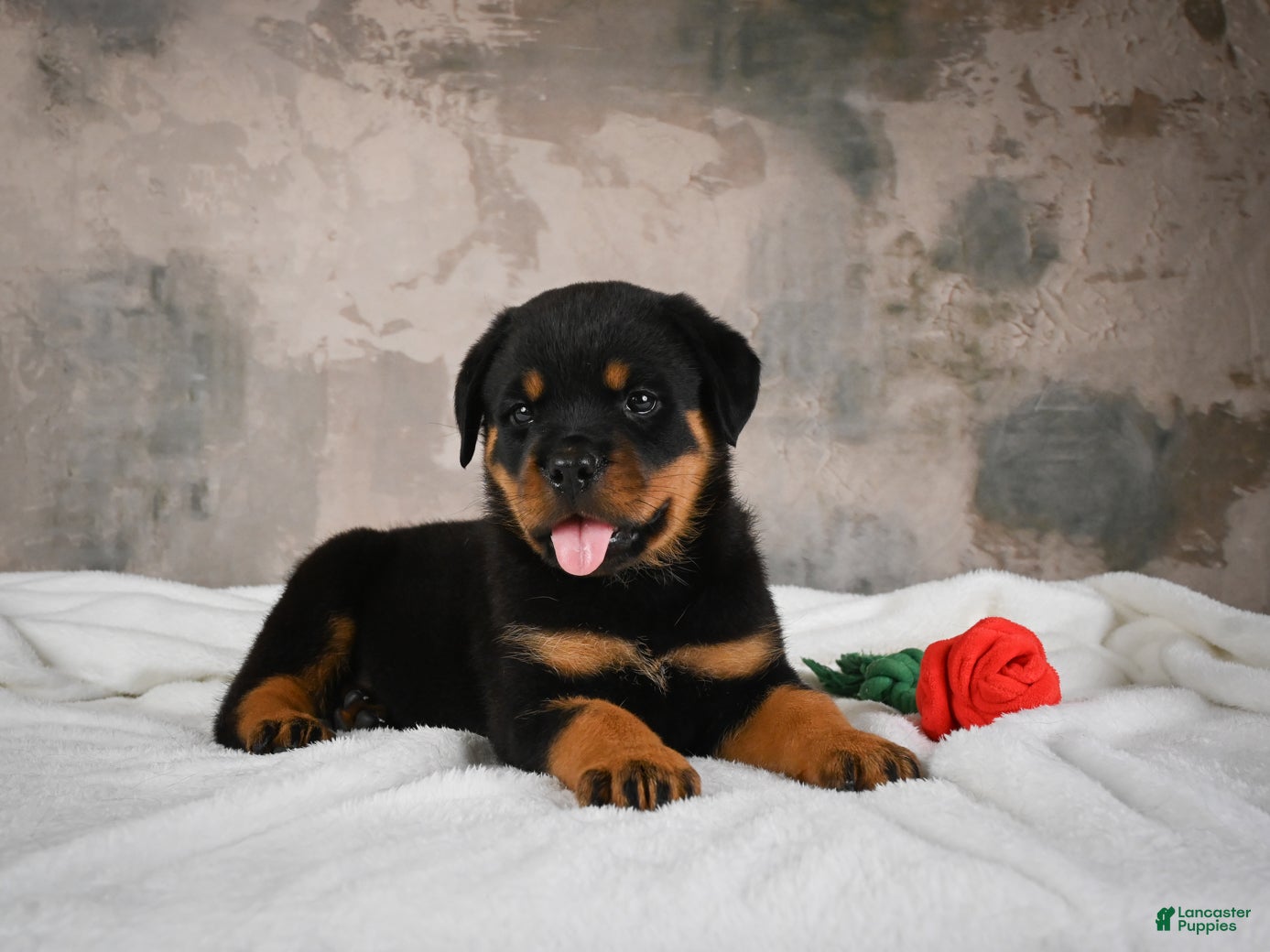 Rottweiler dogs  Hazel 🐾 - Ad 2