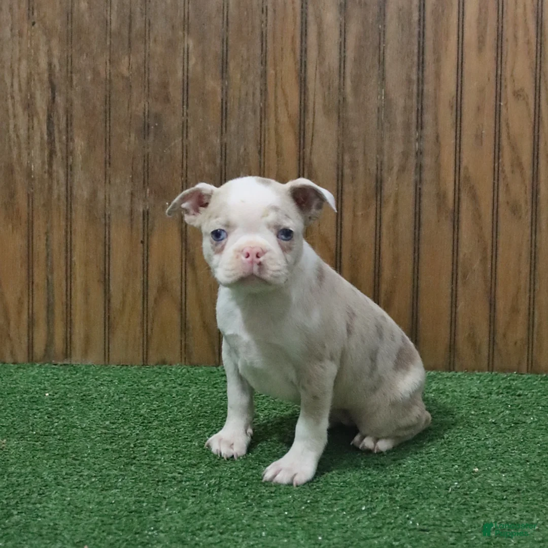 Boston Terrier dogs for sale: Beauty - Ad 2