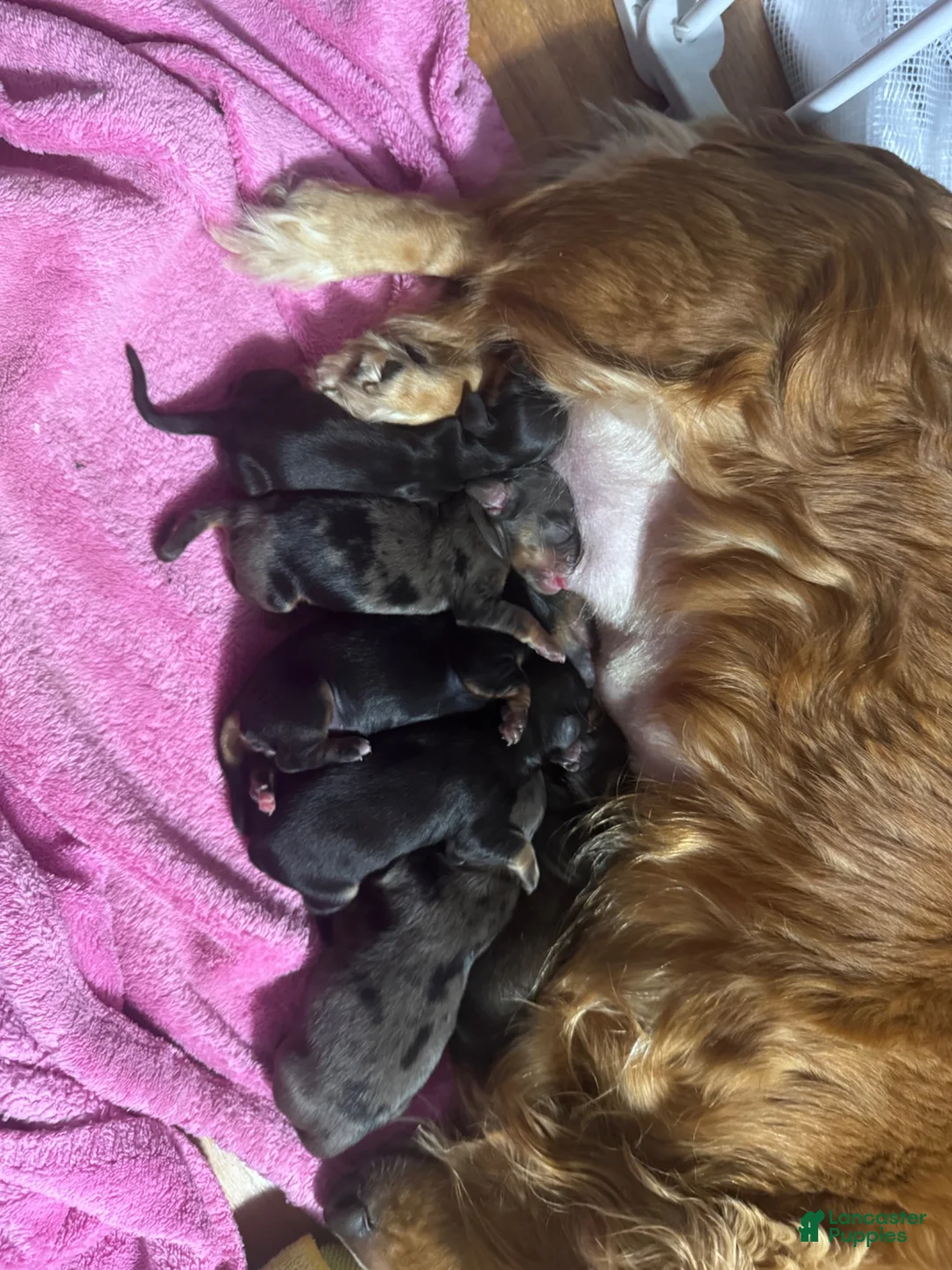 Miniature Dachshund dogs for sale: Miniature Dachshund 3 - Ad 1