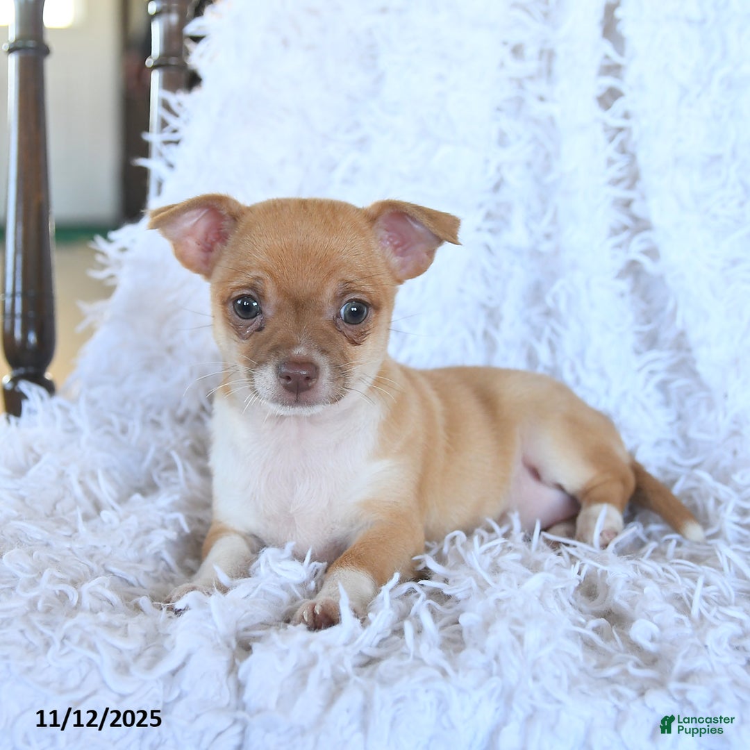 Chihuahua dogs for sale: Remy - Ad 3