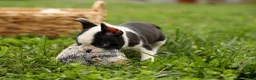 Frenchton dogs for sale: BONNIE - Ad 7