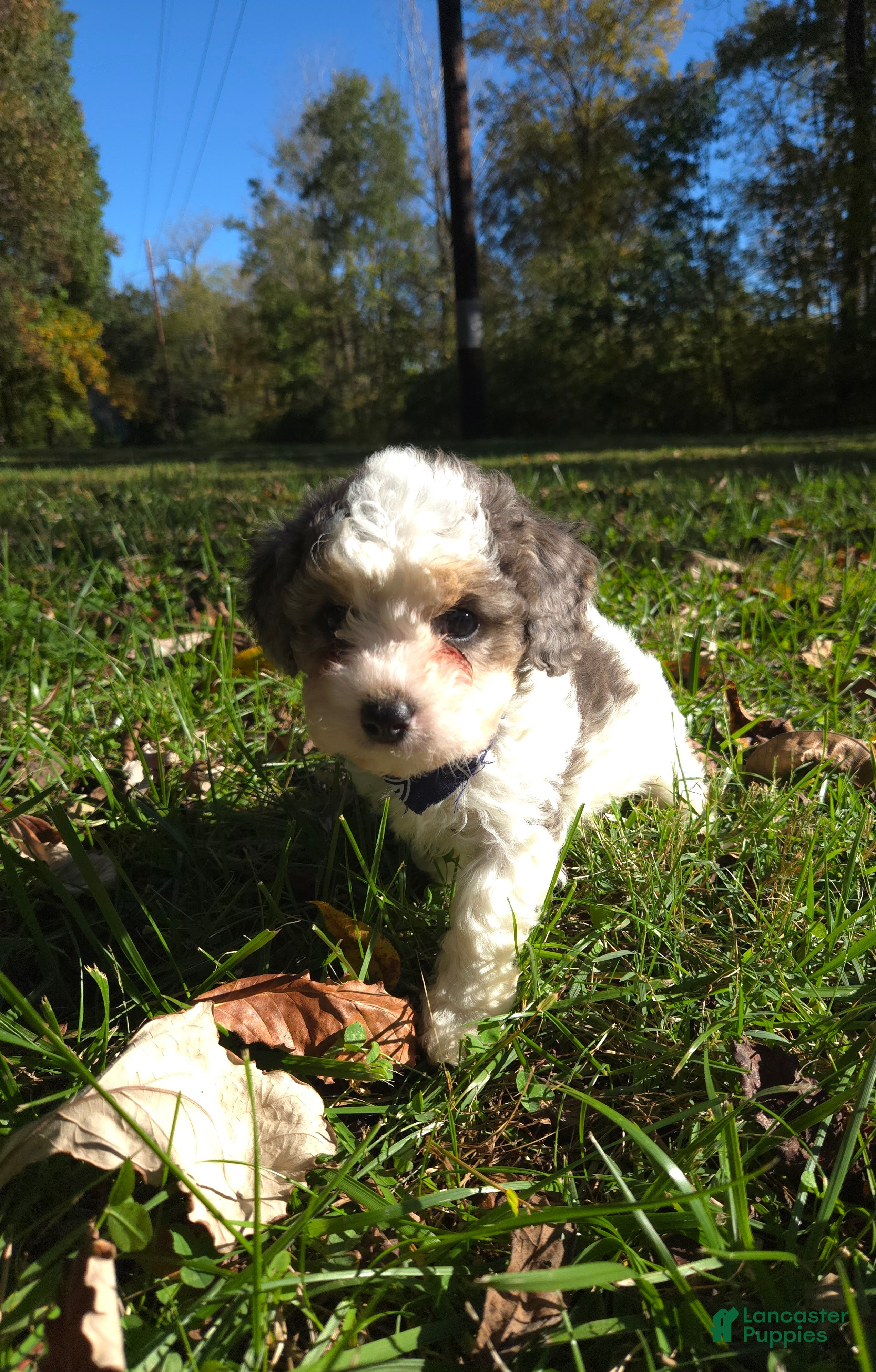 Cavapoo dogs for sale: Cosmo - Ad 2