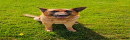 German Shepherd dogs for sale: Socks - Ad 7