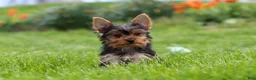 Yorkshire Terrier dogs for sale: Connor - Ad 12