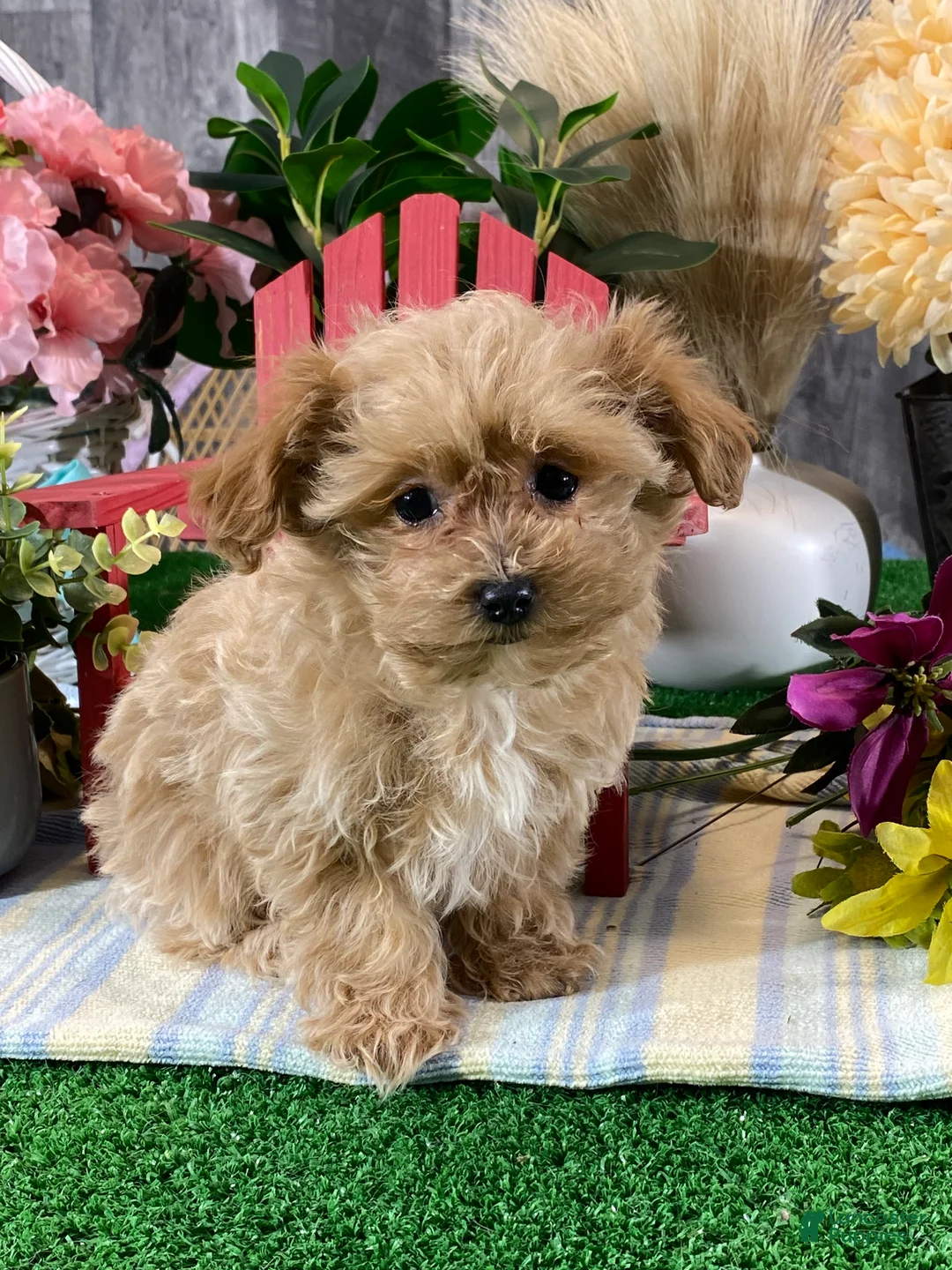 Maltipoo dogs for sale: Maggie - Ad 2