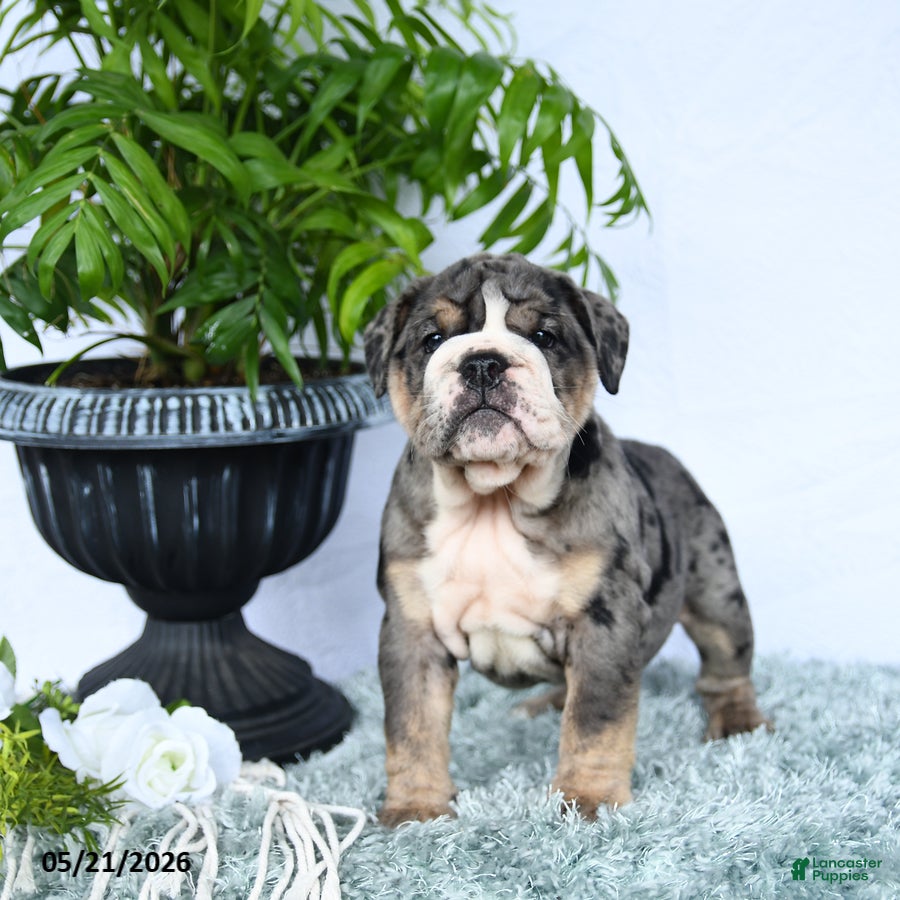 English Bulldog dogs Sera - Ad 2