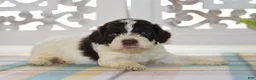 Cockapoo dogs for sale: Chase - Ad 7