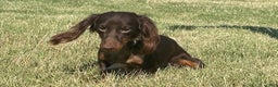 Miniature Dachshund dogs for sale: Miniature Dachshund Puppy 3 - Ad 7