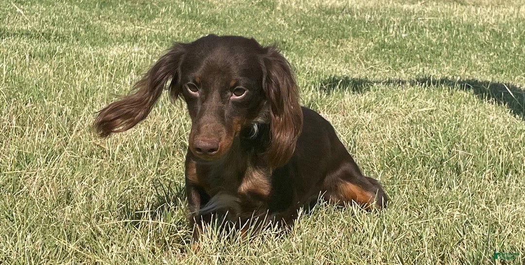 Miniature Dachshund dogs for sale: Miniature Dachshund Puppy 3 - Ad 7