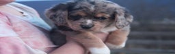 Mixed Breed dogs for sale: Ayla - Ad 12