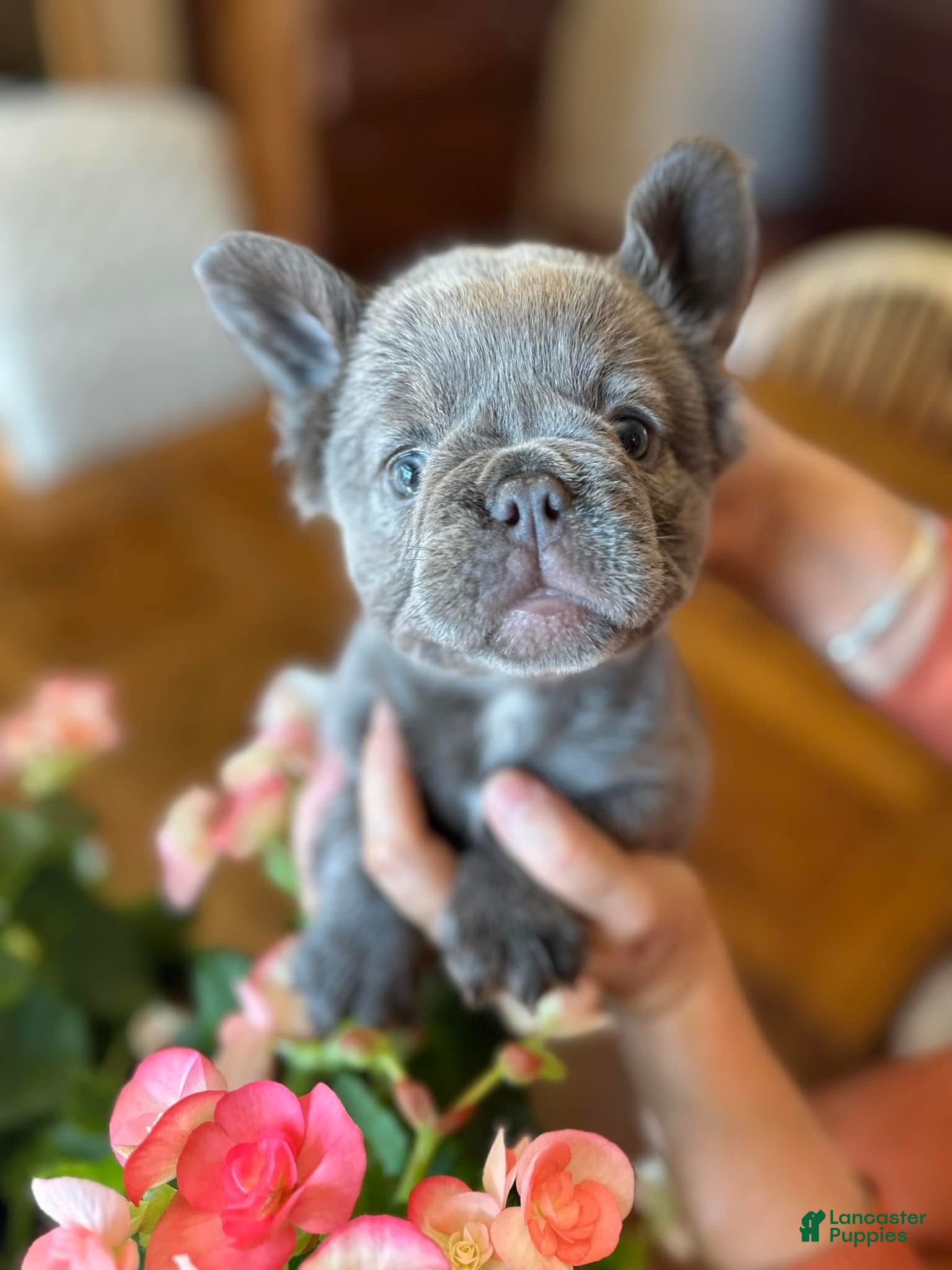 French Bulldog dogs French Bulldog Puppy 5 - Ad 19