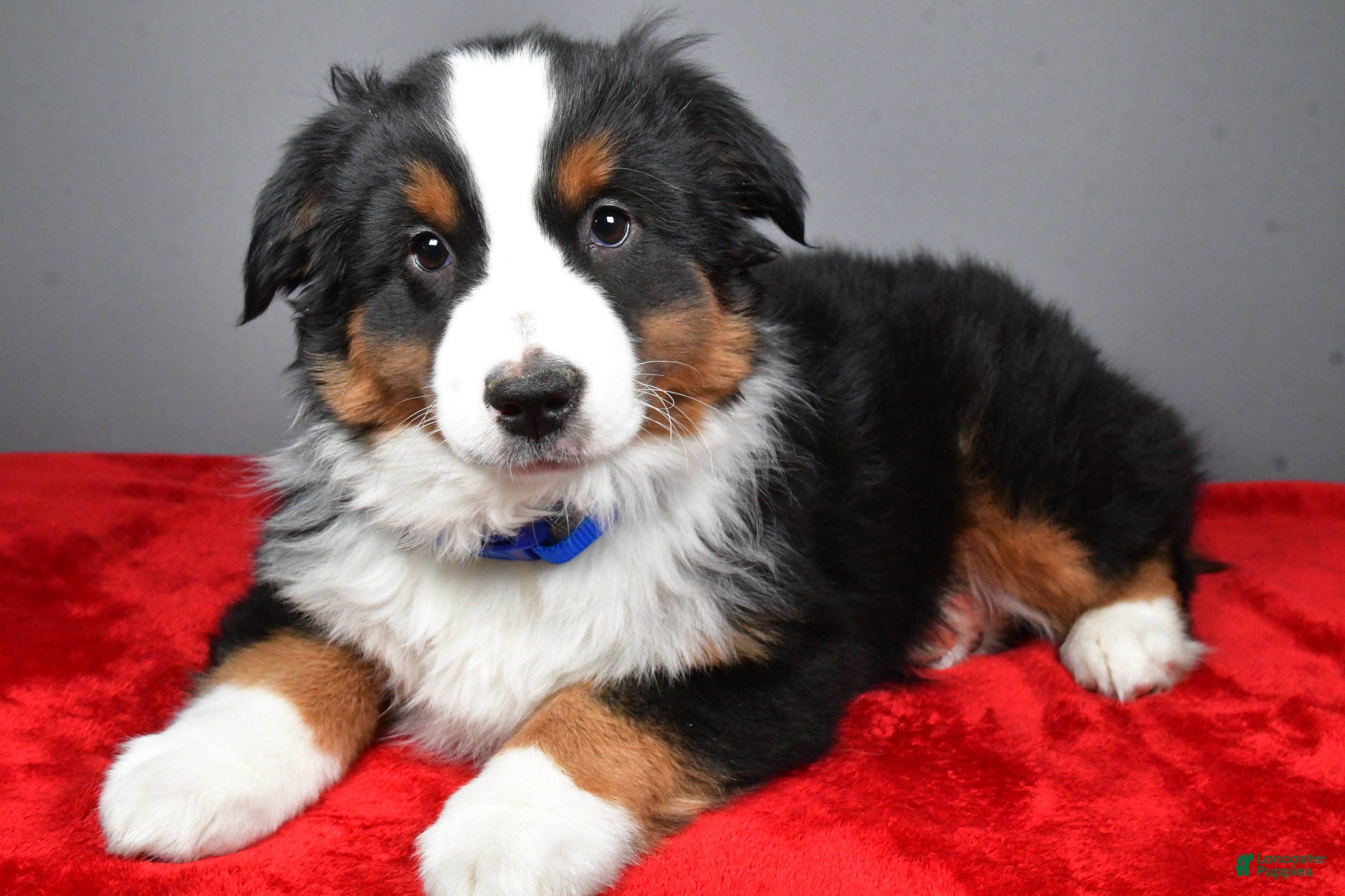 Miniature Australian Shepherd dogs Harley - Ad 1