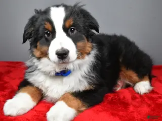 Miniature Australian Shepherd dogs for sale: Harley - Ad 3