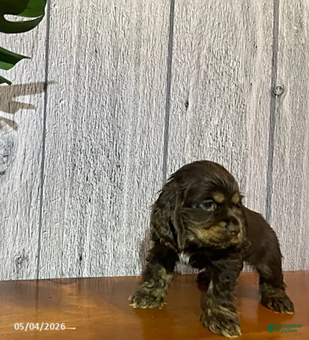 Cocker Spaniel dogs for sale: Ashley - Ad 4