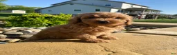 Cavapoo dogs for sale: Winston - Ad 15