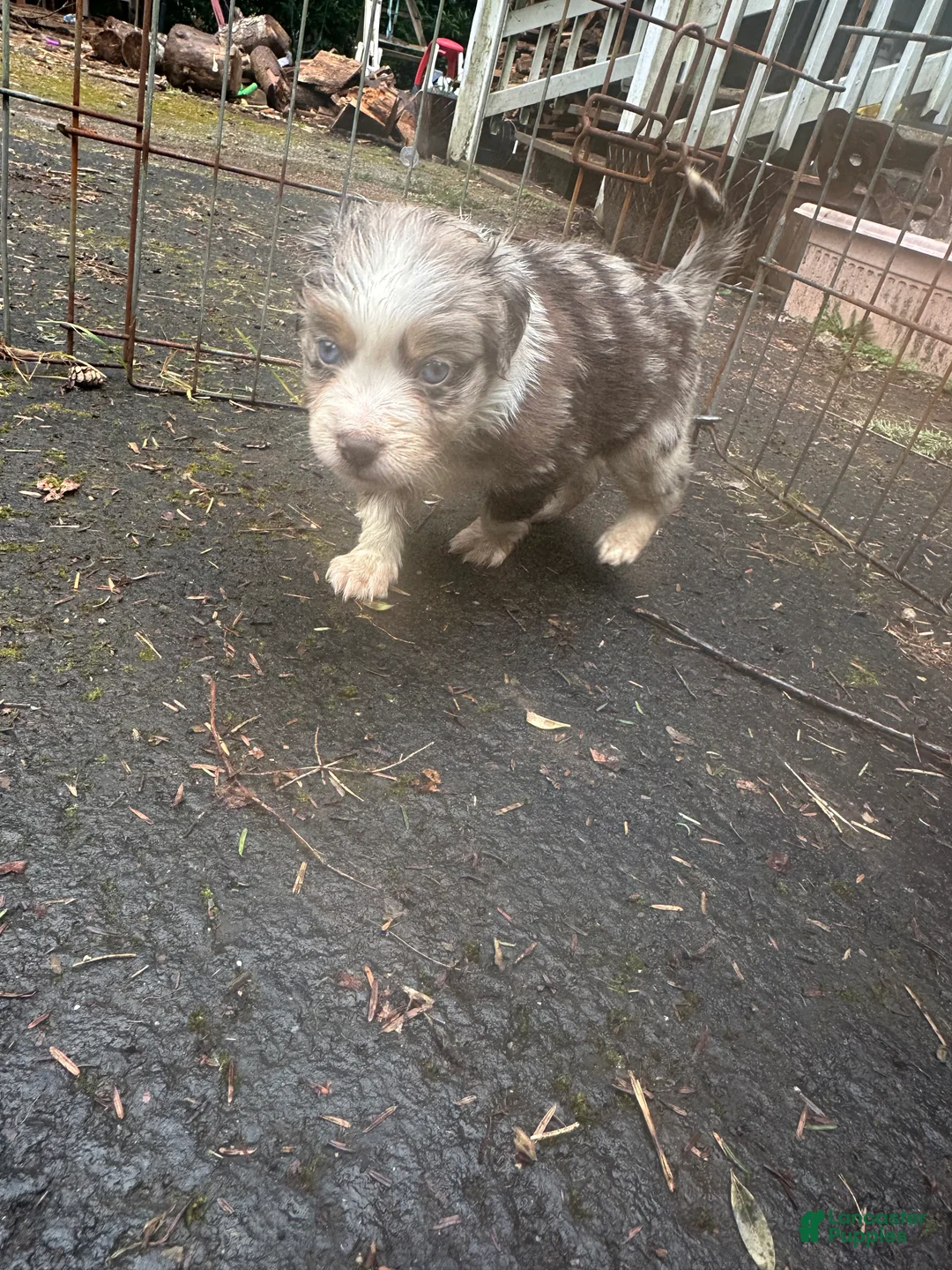 Miniature Australian Shepherd dogs for sale: Spot - Ad 1