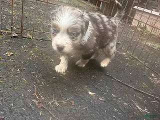 Miniature Australian Shepherd dogs Spot - Ad 5