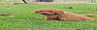 Copper - AKC Mini Poodle
