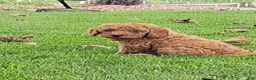 Miniature Poodle dogs for sale: Copper - AKC Mini Poodle - Ad 1