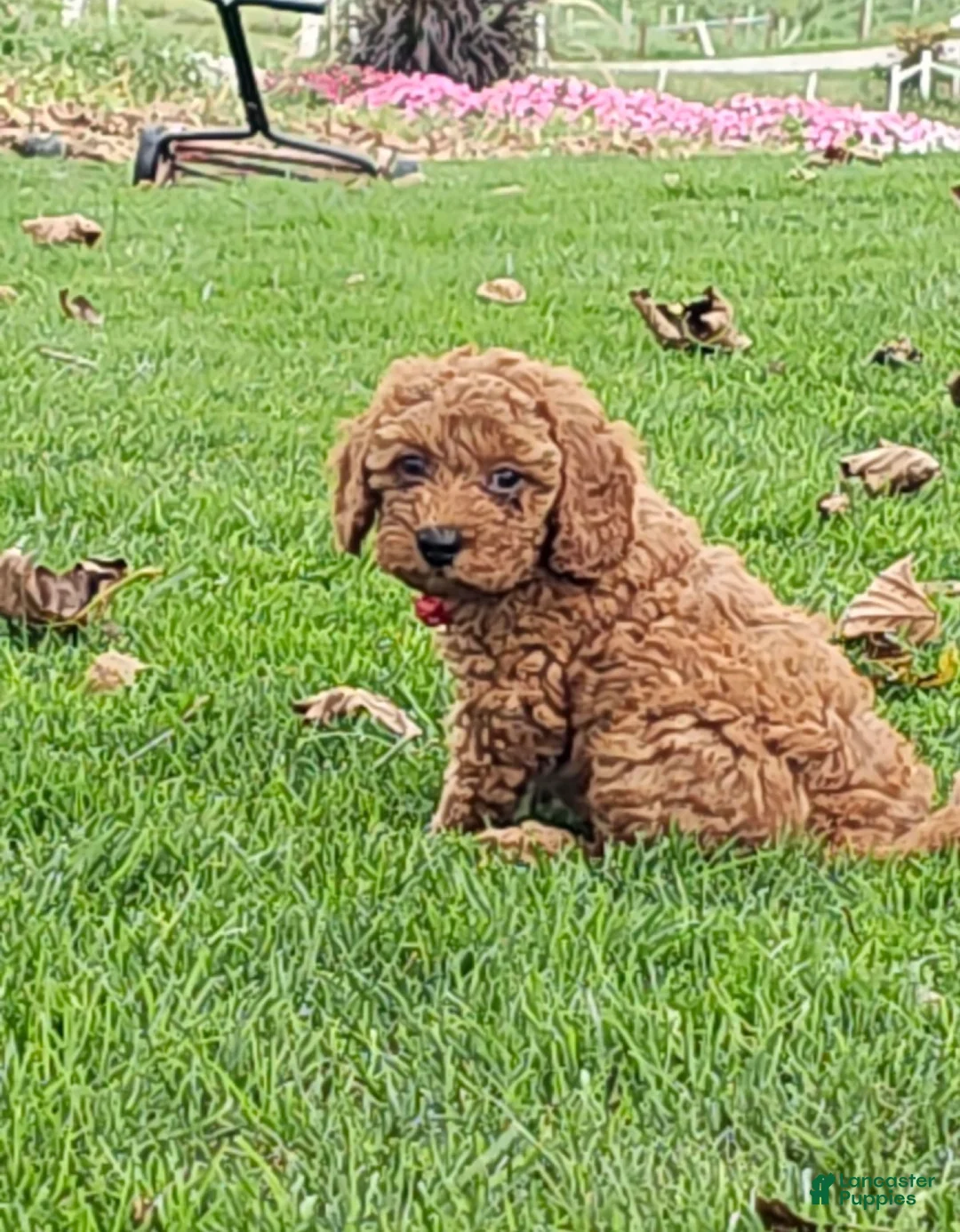 Miniature Poodle dogs for sale: Copper - AKC Mini Poodle - Ad 1
