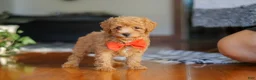 Miniature Poodle dogs for sale: Blake  - Ad 3