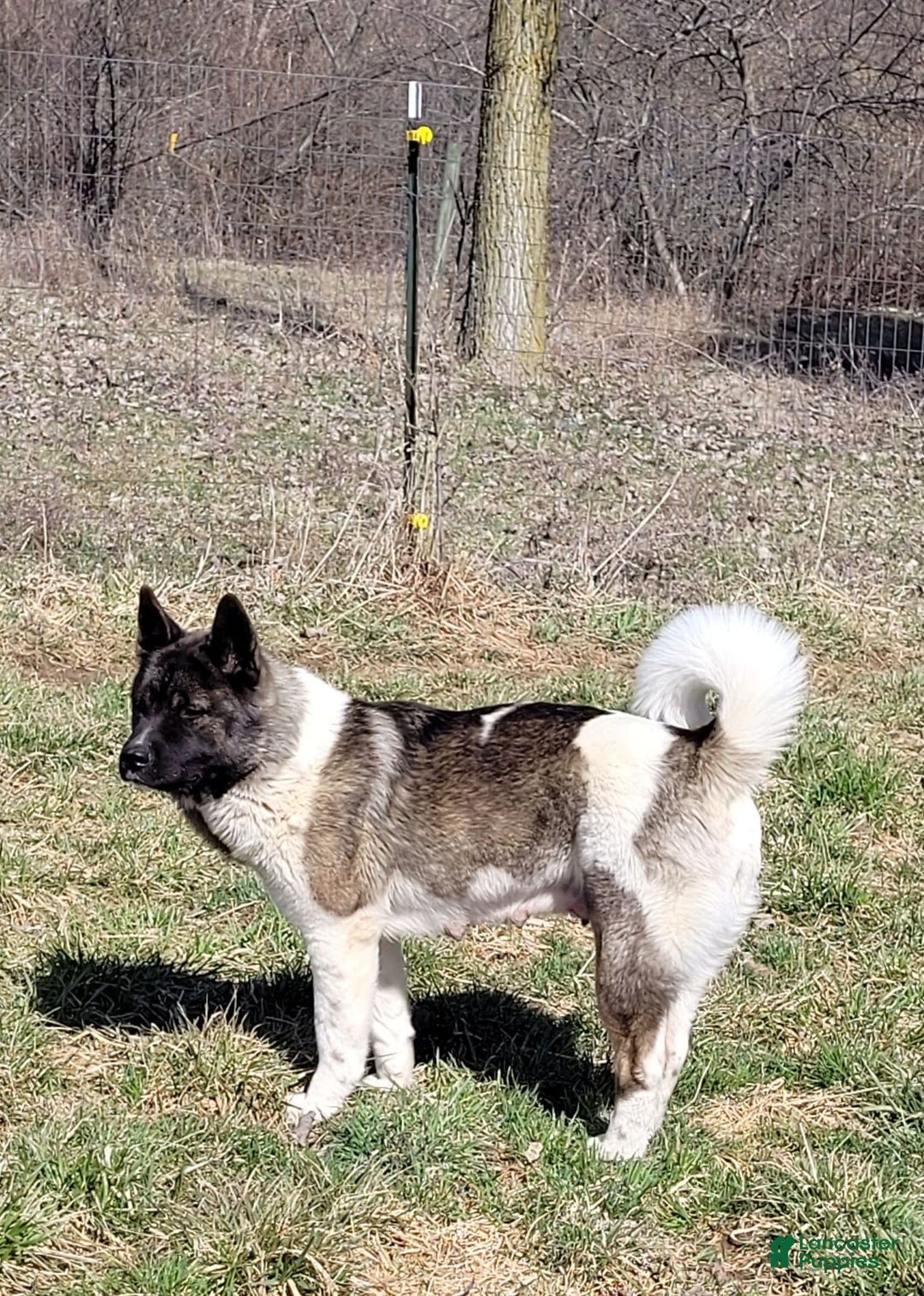 Akita dogs for sale: Akita Puppy Girl 5 - Ad 8