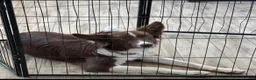 Mixed Breed dogs for sale: Mixed Breed 1 - Ad 2