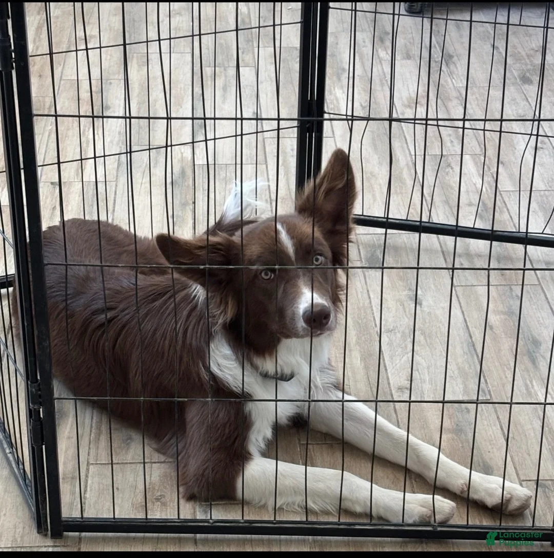 Mixed Breed dogs for sale: Mixed Breed 1 - Ad 2