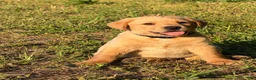 Labrador Retriever dogs for sale: Labrador Retriever Puppy 7 - Ad 3