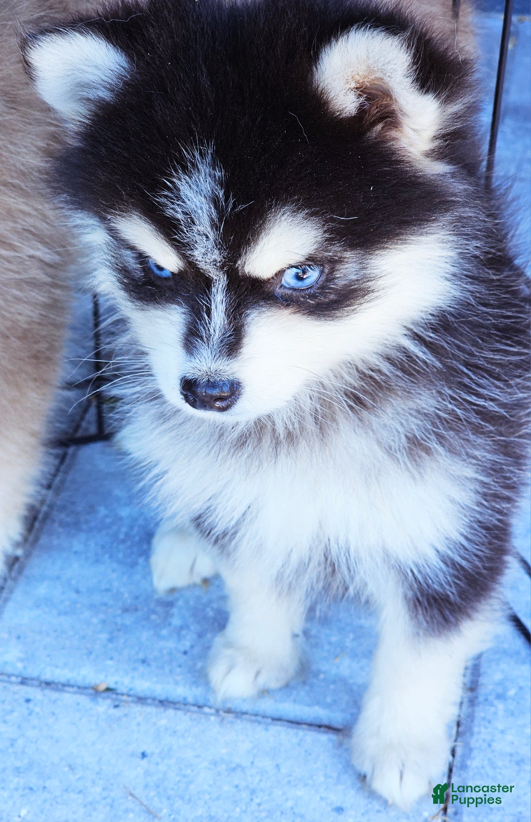 Pomsky dogs for sale: Jasper - Ad 5
