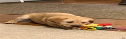 Labrador Retriever dogs for sale: Danny  - Ad 3