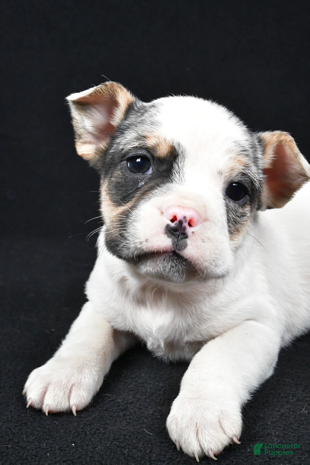 Beabull dogs for sale: Jasper - Ad 3