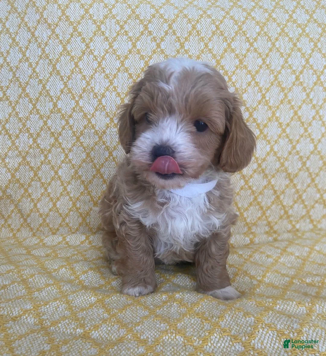 Maltipoo dogs for sale: Mike - Ad 12