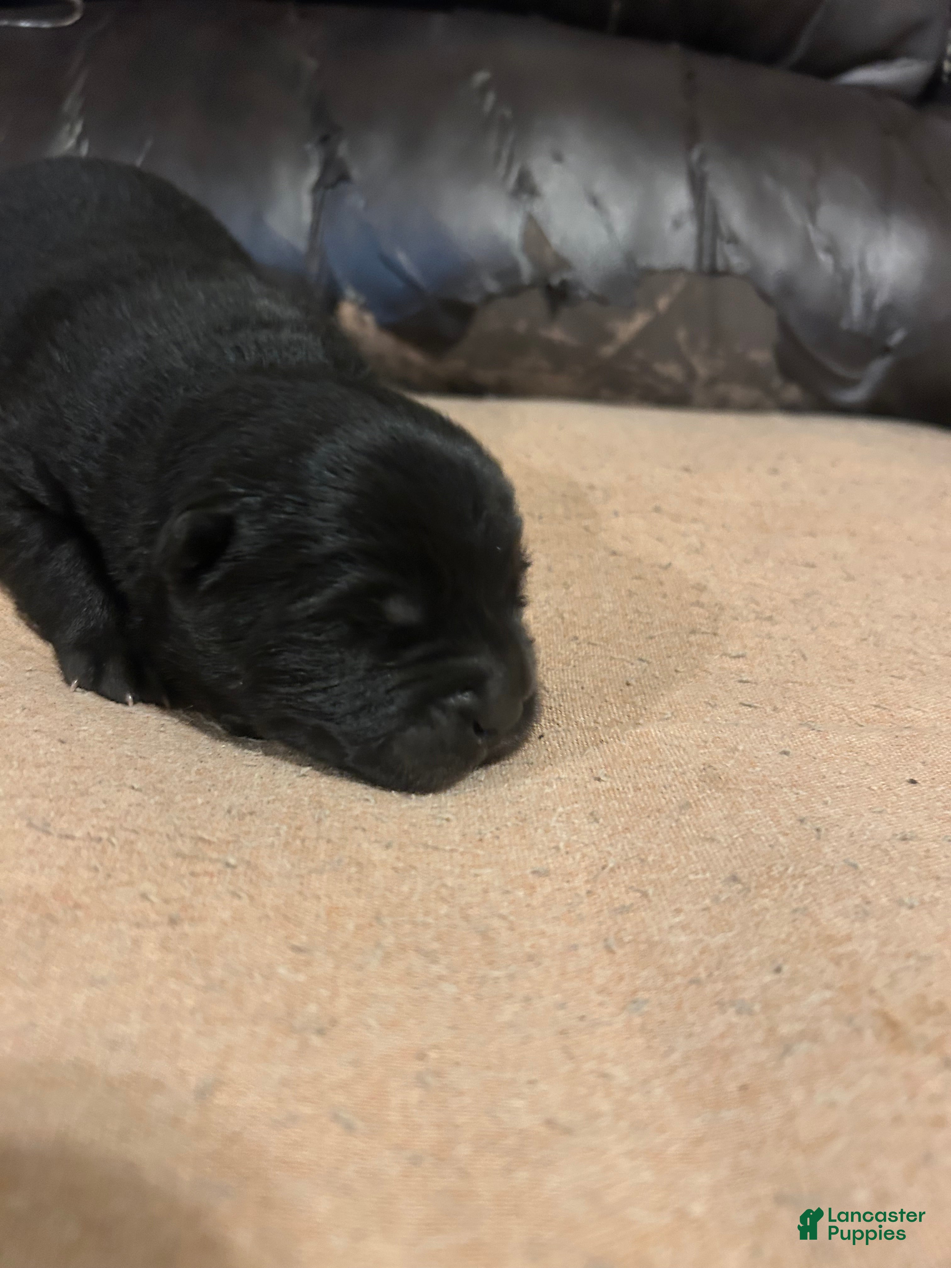 Chow Chow dogs #3 Ready for his new home 07/26/2026 - Ad 2