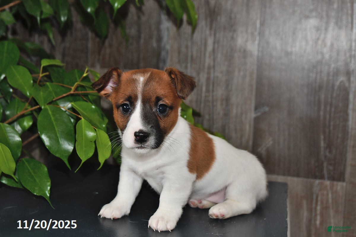 Jack Russell Terrier dogs Lindsey - Ad 40