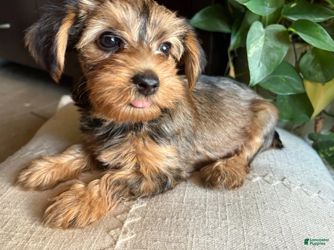 Yorkshire Terrier dogs for sale: Yorkshire Terrier Girl - Ad 2