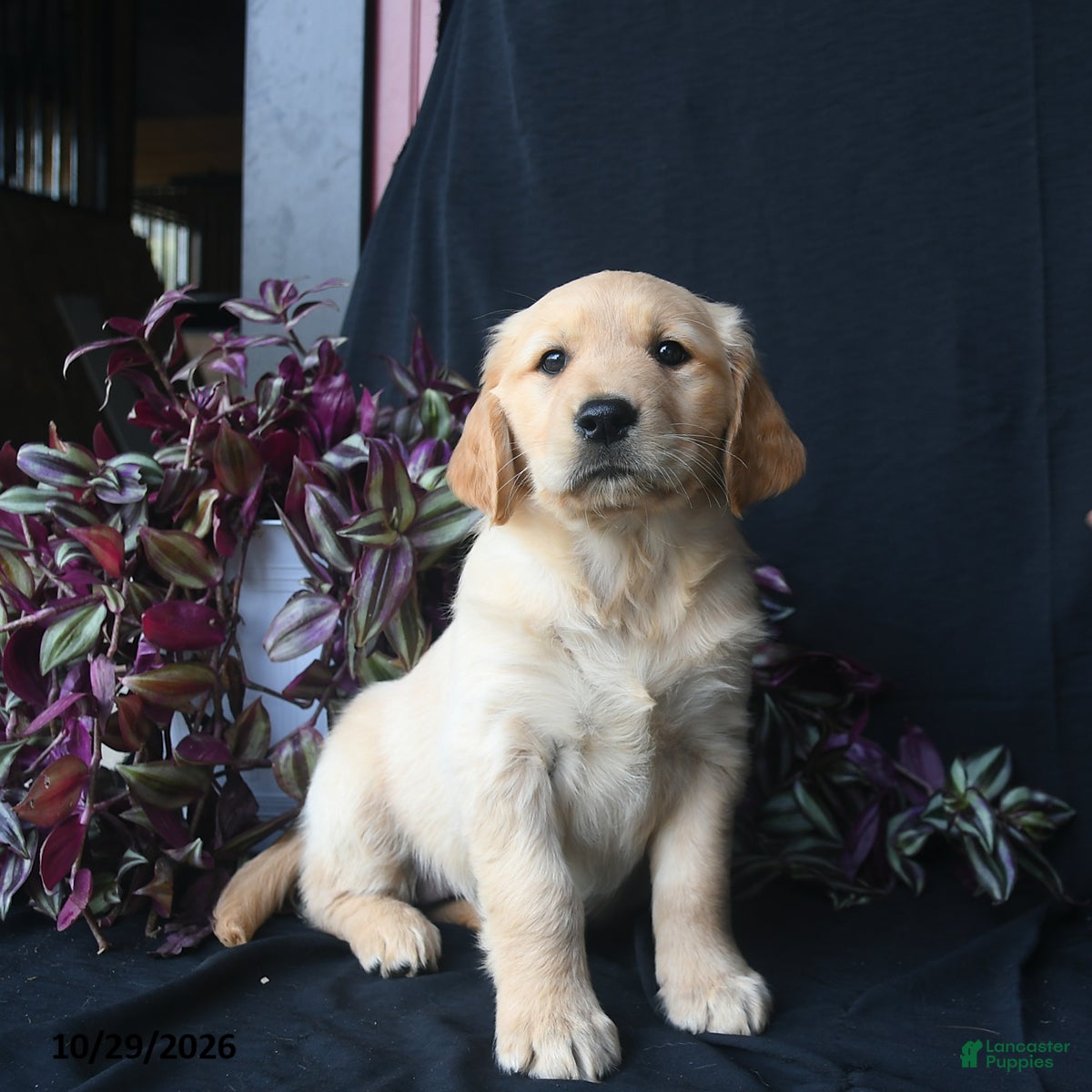 Golden Retriever dogs for sale: Saffron  - Ad 1