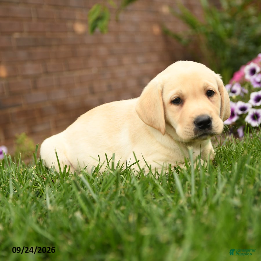 Labrador Retriever dogs Cooper - Ad 2