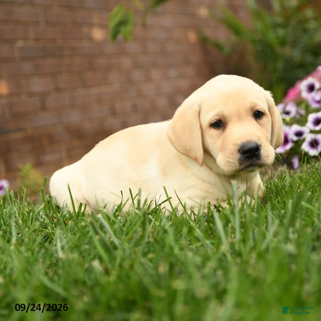 Labrador Retriever dogs for sale: Cooper - Ad 2