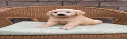 Golden Retriever dogs for sale: Gigi  - Ad 5