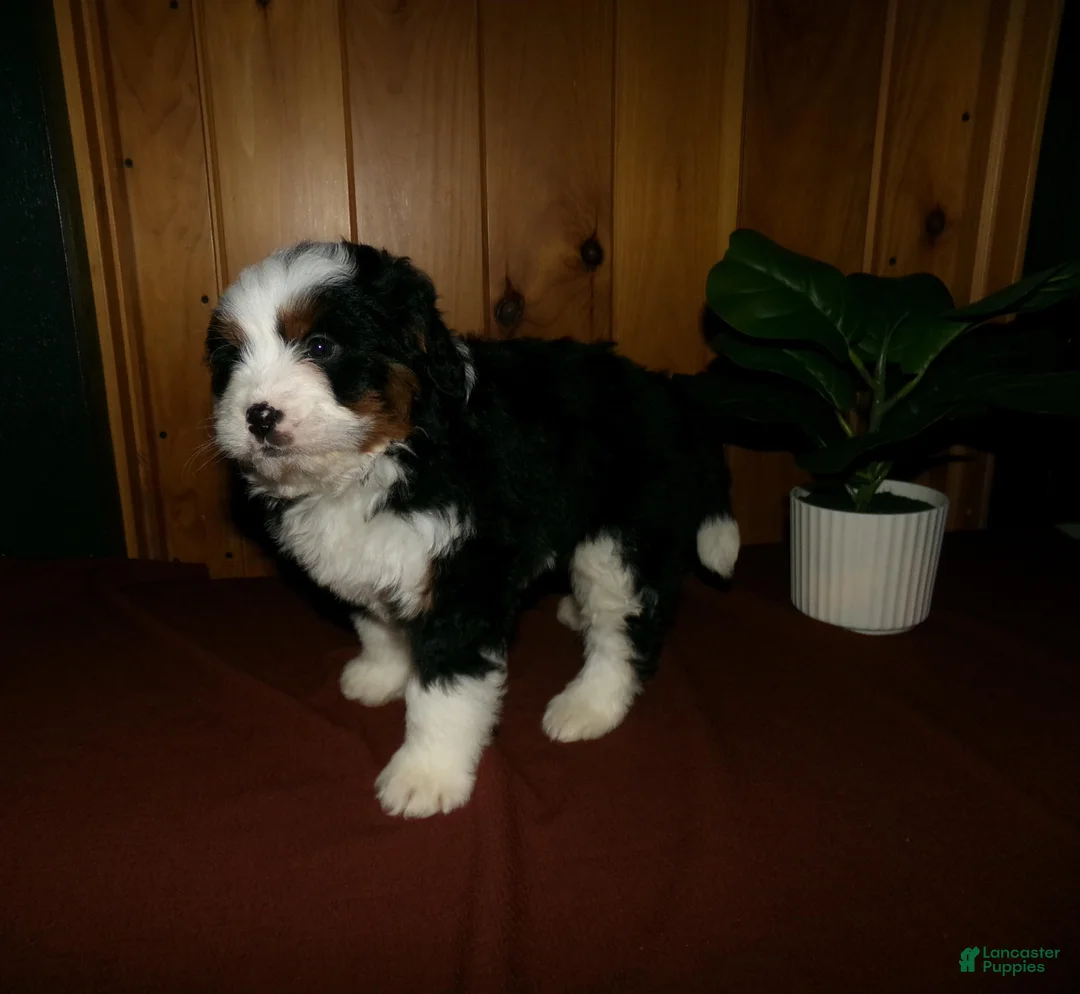 Mini Bernedoodle dogs for sale: Avery - Ad 5