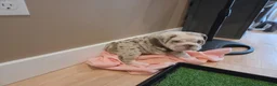 English Bulldog dogs for sale: English Bulldog 1 - Ad 6