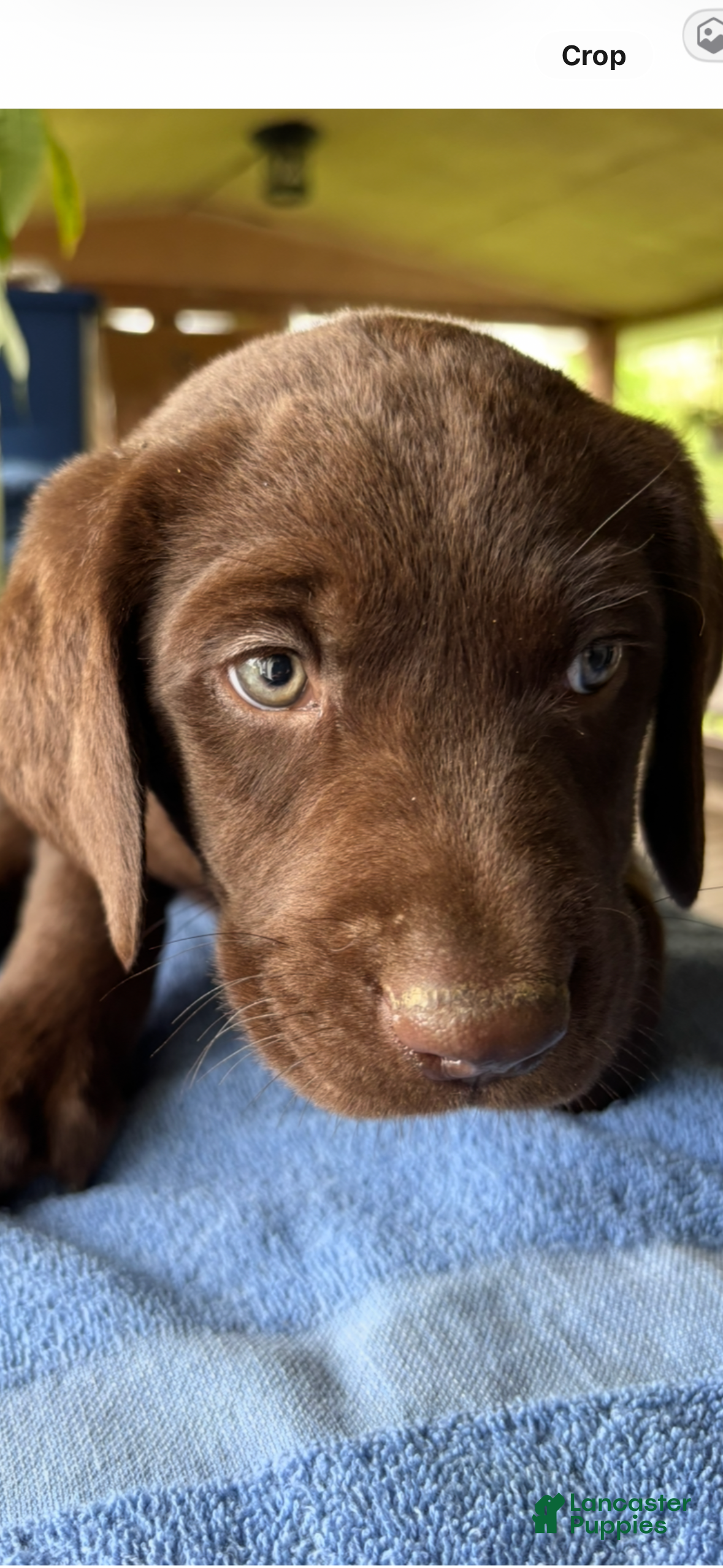 Labrador Retriever dogs Labrador Retriever 1 - Ad 1