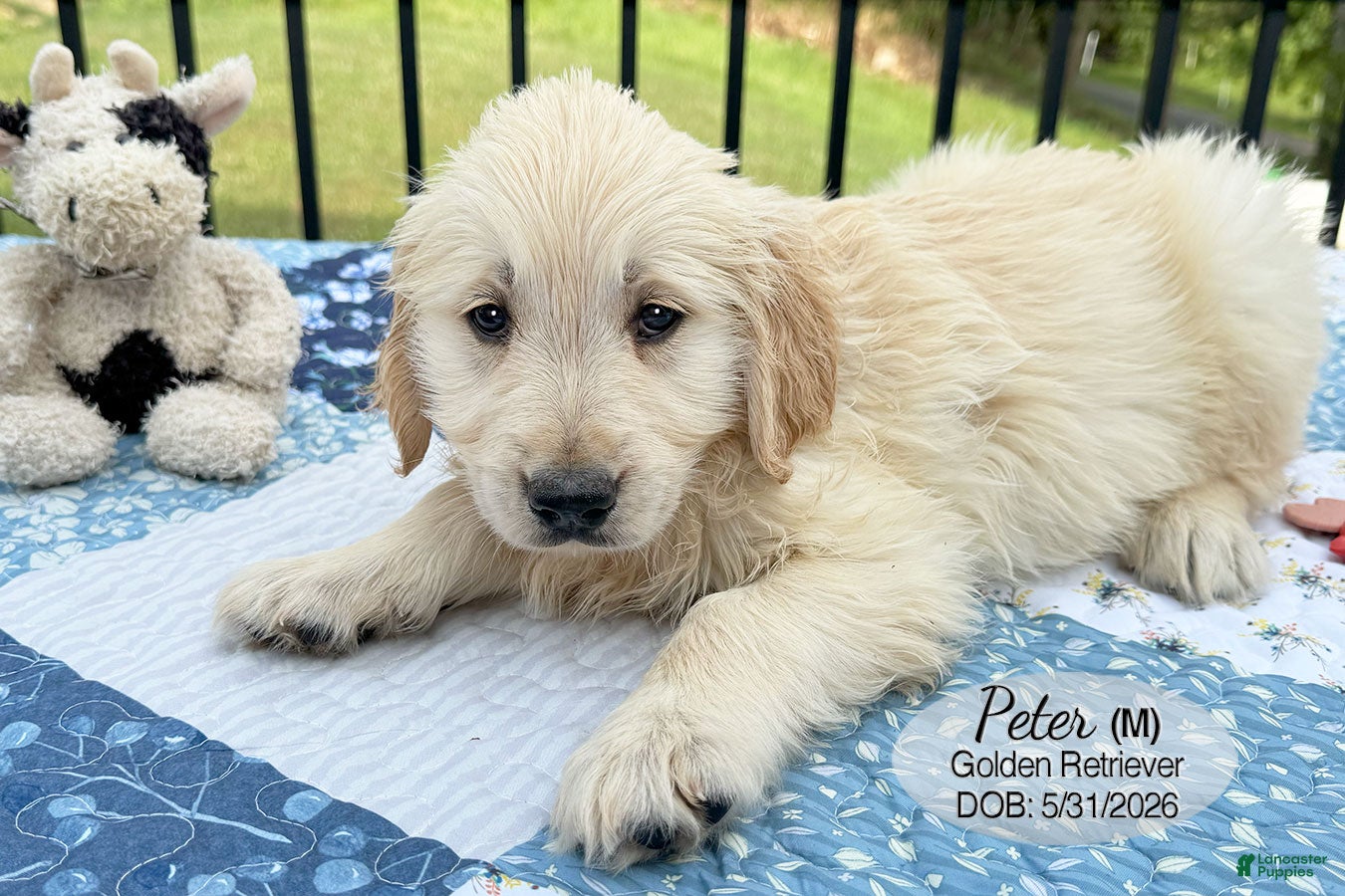 Golden Retriever dogs Peter - Ad 2