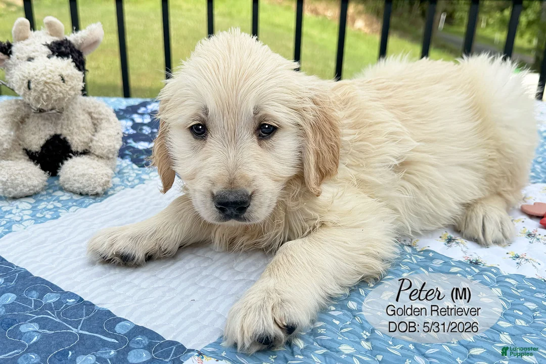 Golden Retriever dogs for sale: Peter - Ad 2