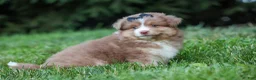 Miniature Australian Shepherd dogs for sale: LUCKY - Ad 11