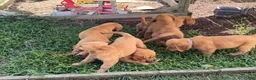 Golden Retriever dogs for sale: Rosy - Ad 4