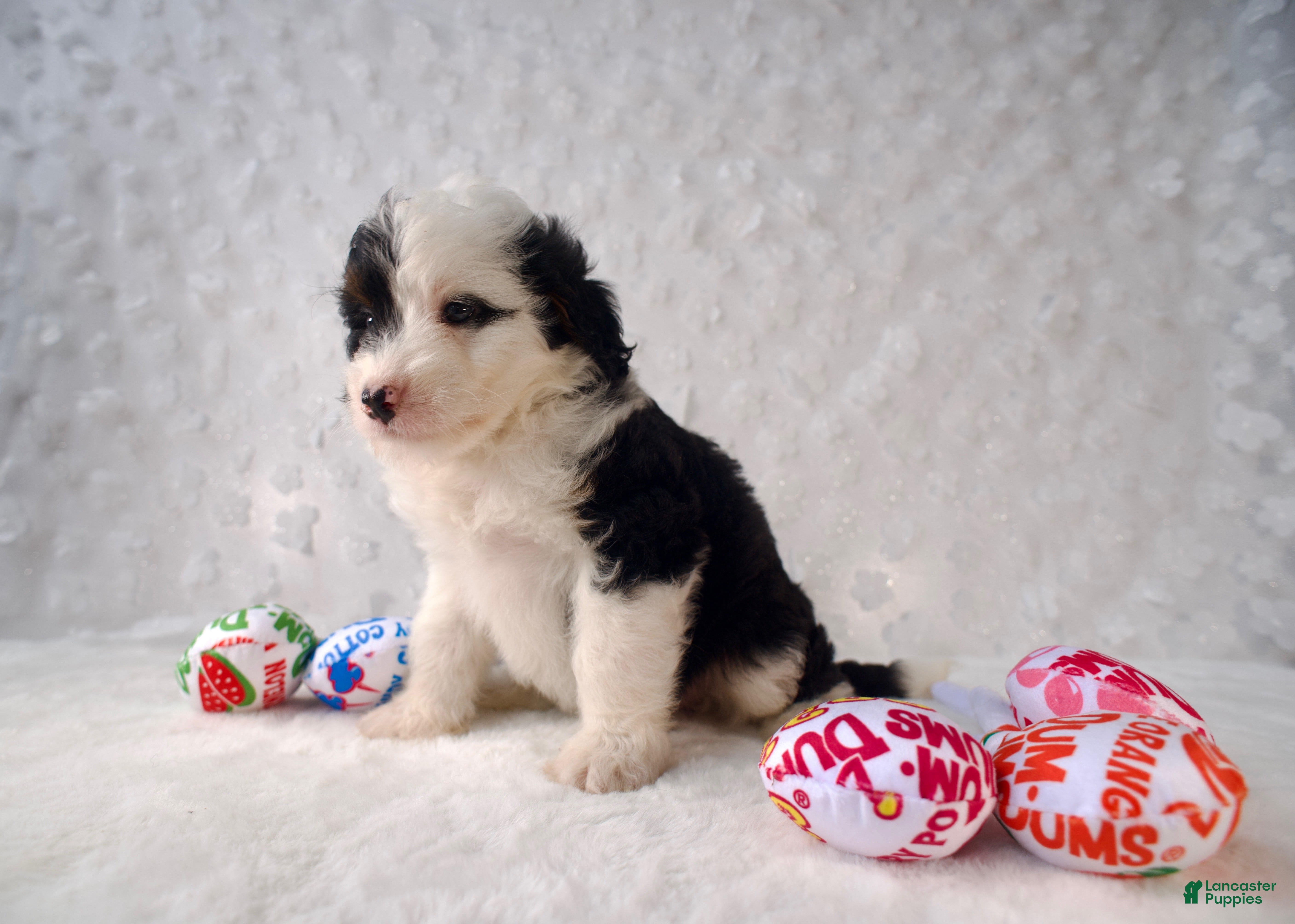 Mini Bernedoodle dogs Ms. Cruella de Vil - Ad 2