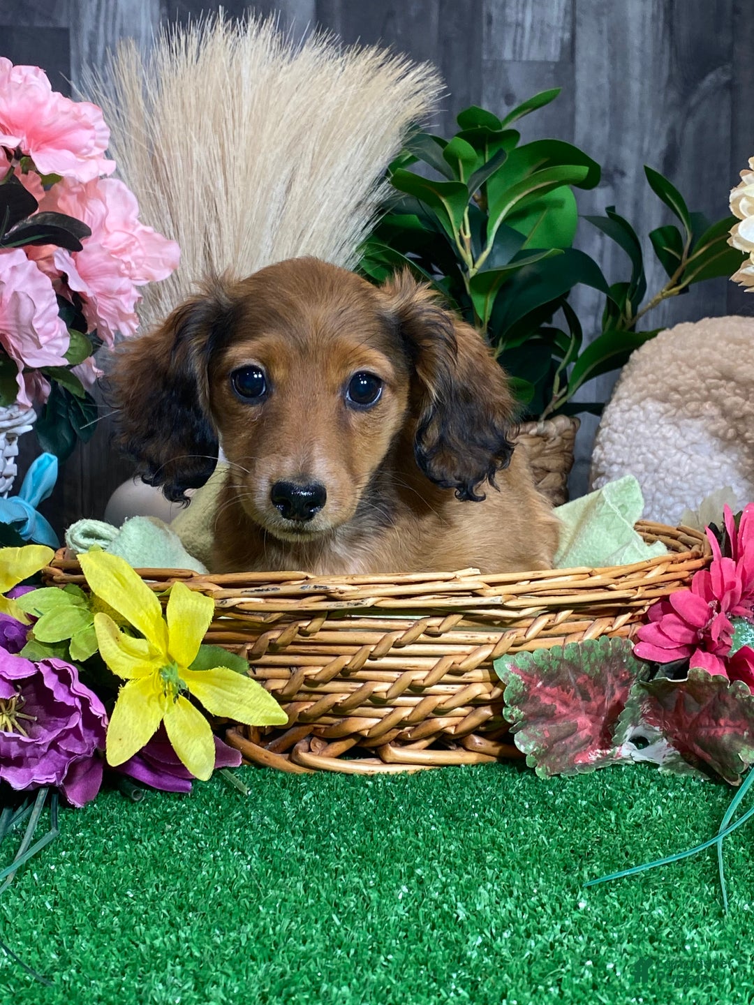 Dachshund dogs for sale: Dorthy - Ad 3