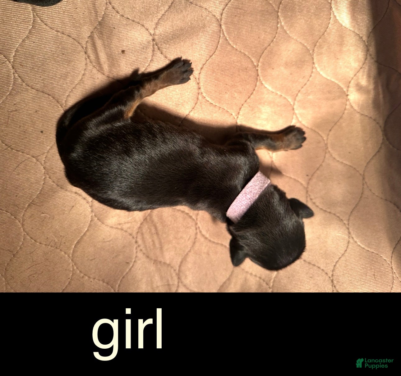 Doberman Pinscher dogs Doberman Pinscher Puppy 4 - Ad 22